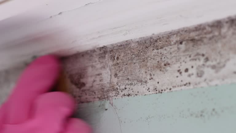 Mold Odor Removal Services in Central Falls, RI